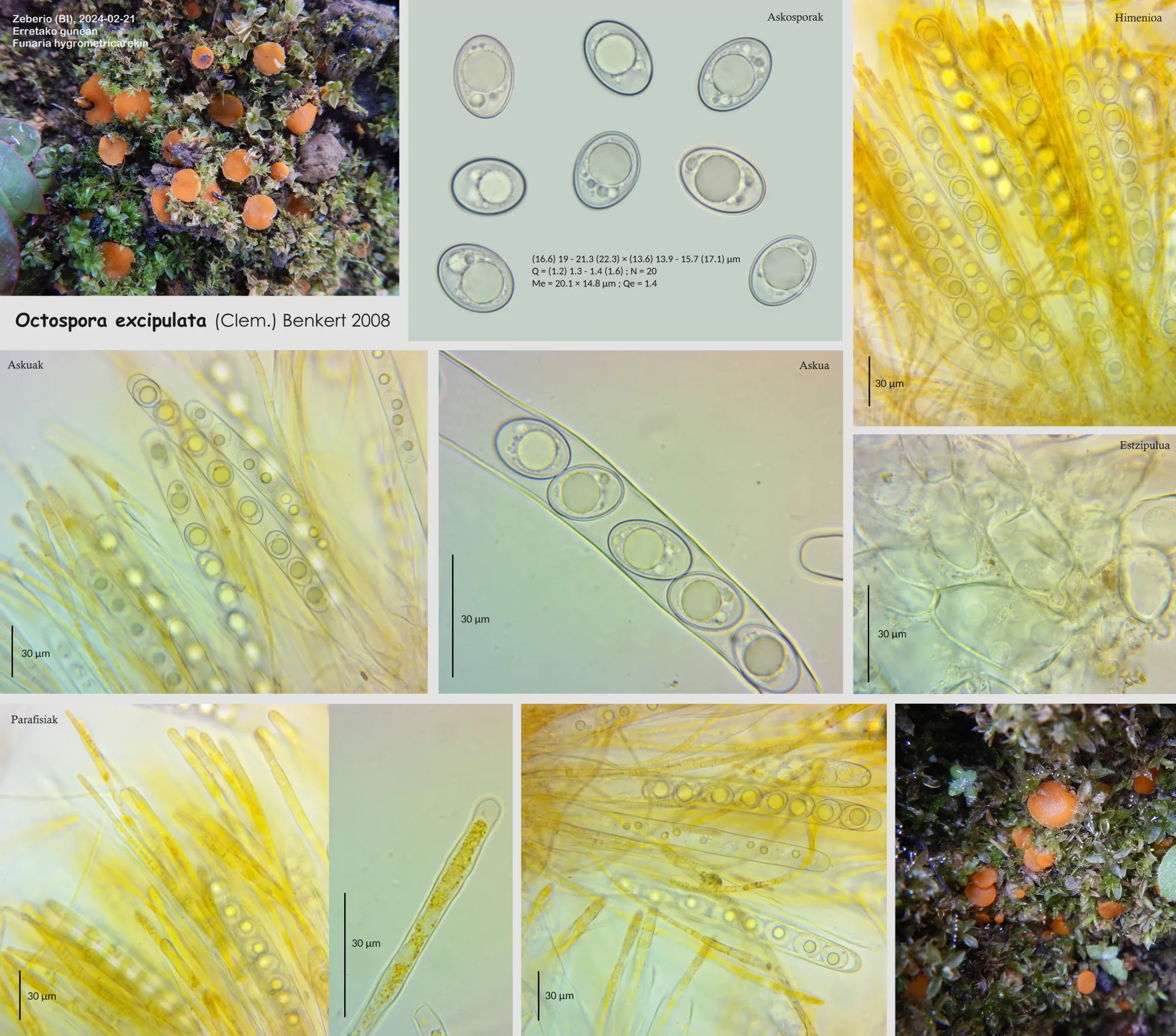 Microscopía de Octospora excipulata